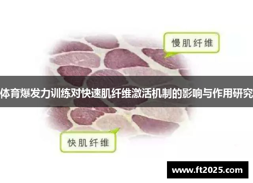体育爆发力训练对快速肌纤维激活机制的影响与作用研究