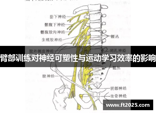 臂部训练对神经可塑性与运动学习效率的影响